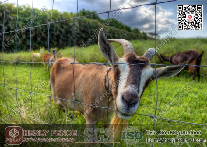 Filed Fencing China Exporter