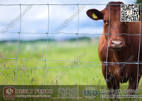 China Cattle Fence | Field Fencing | Grassland Fence | China Supplier supplier