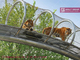 316L Stainless Steel Zoo Mesh | Animal Enclosure  Mesh supplier