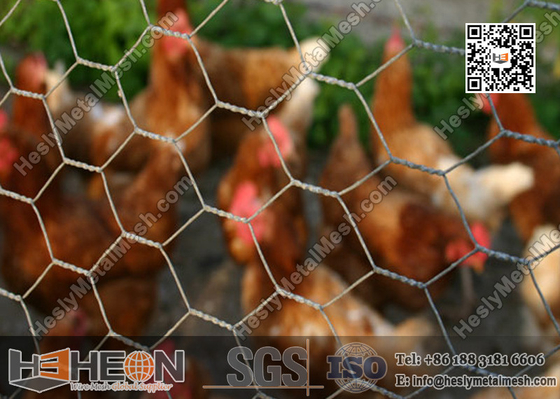 China Hexagonal Chicken Wire Mesh supplier