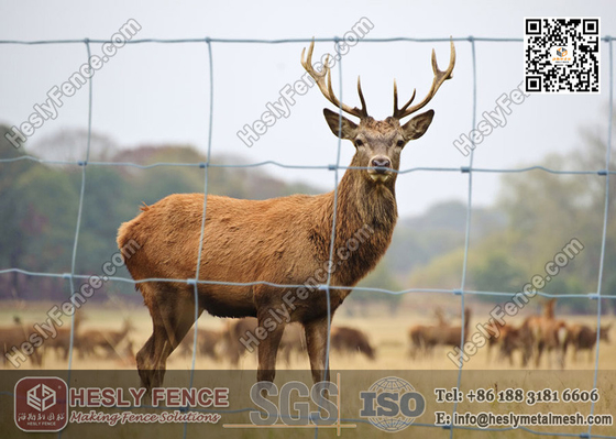 China Woven Filed Fence | Cattle Fencing | Grassland Fence | China Factory supplier