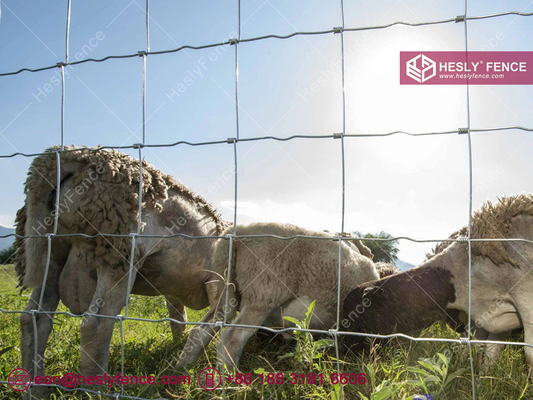 1.2m high 2.5mm wire | Woven Cattle Fence | Field Fencing | Grassland Fence | China Supplier supplier